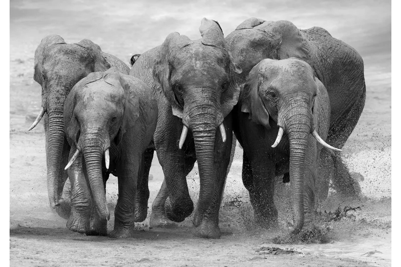 Canvas  Elephant, 70x100 cm