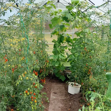Växthus 12,4m² | Extra hög odlingshöjd | 6mm kanalplast - Trädgård & spabad - Trädgårdsskötsel - Växthus