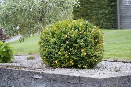 LED-ljusnät Jul Crispy Ice White 200x200 cm 160 ljus - Svart - Trädgård & spabad - Utemiljö - Altan & terrass - Altanbelysning
