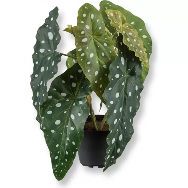 Forell begonia konstväxt, grön